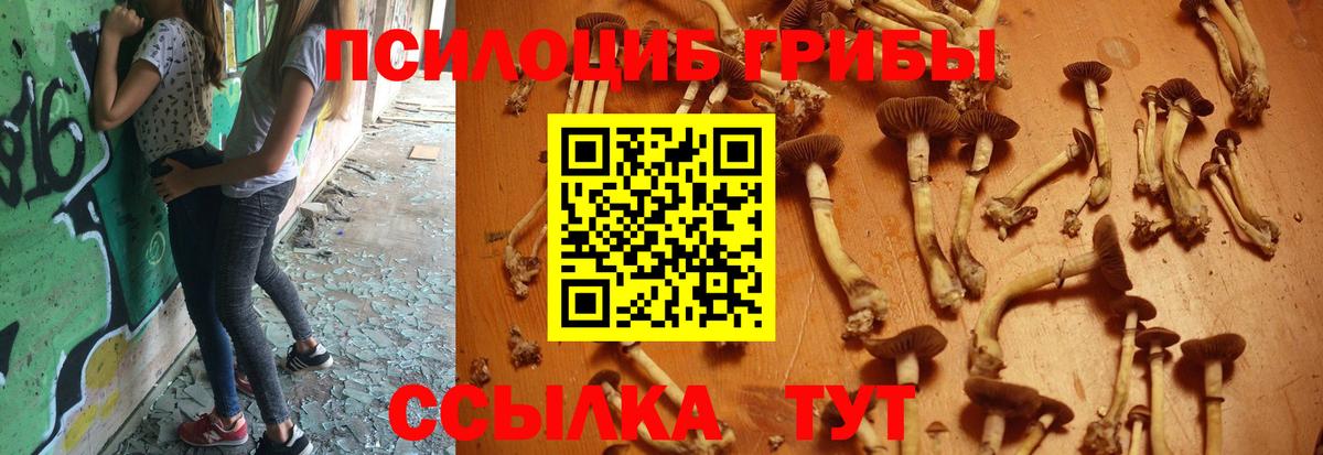 Псилоцибиновые грибы Psilocybe  Вход с VPN  Люберцы 